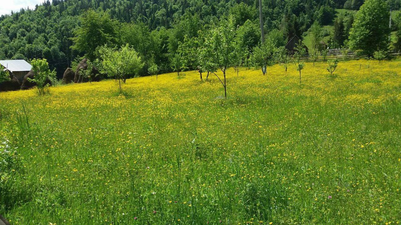 Pensiunea Miesca Matisesti Экстерьер фото